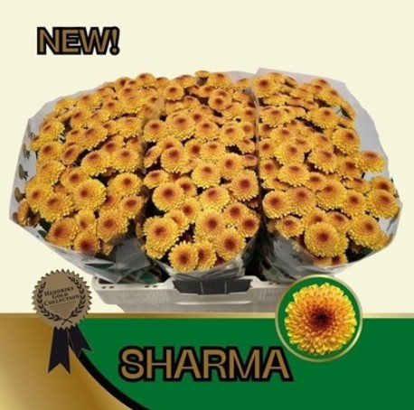 Santini Sharma 1100gr "T25" Nj. (7 Dias - 2)