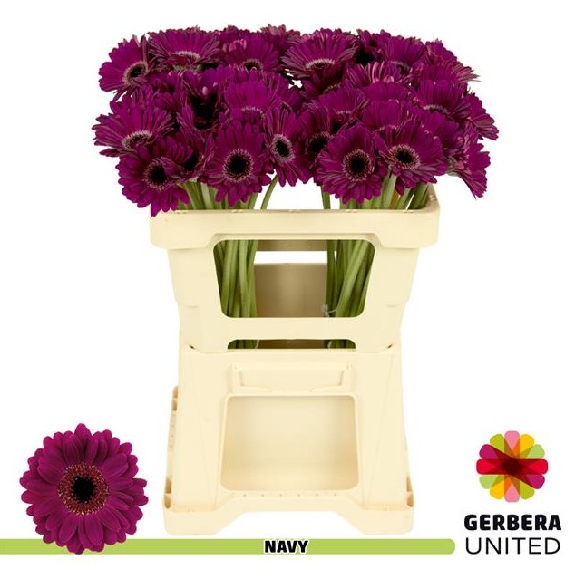 Gerbera Mini Hol. Navy Morada "T20" (7 Dias - 2)