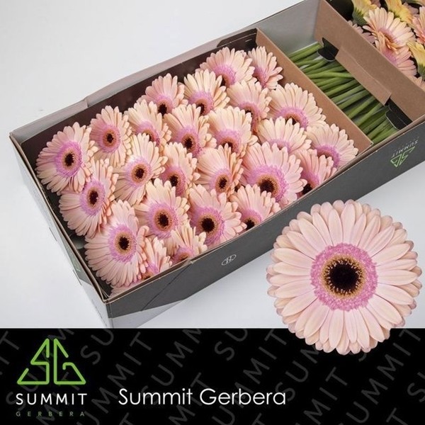 Gerbera Hol. Alliance Rs/sal "T25" (7 Dias - 2)