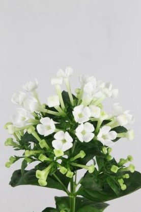Bouvardia Hol. White Sensation 50cm (7 Dias - 2)