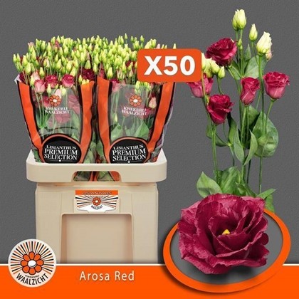 Lisiantus Hol. Arosa Red 70cm 55gr "Waalzicht" (7 Dias - 2)