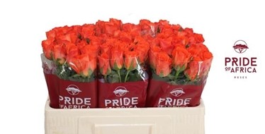 Rosa Hol. Mandarin 60cm x10 Nj.