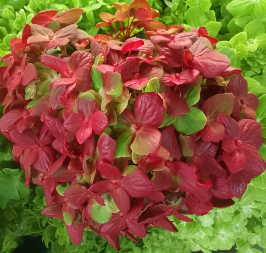 Hortensia Premium Emerald Pint. Red 60cm 17/18