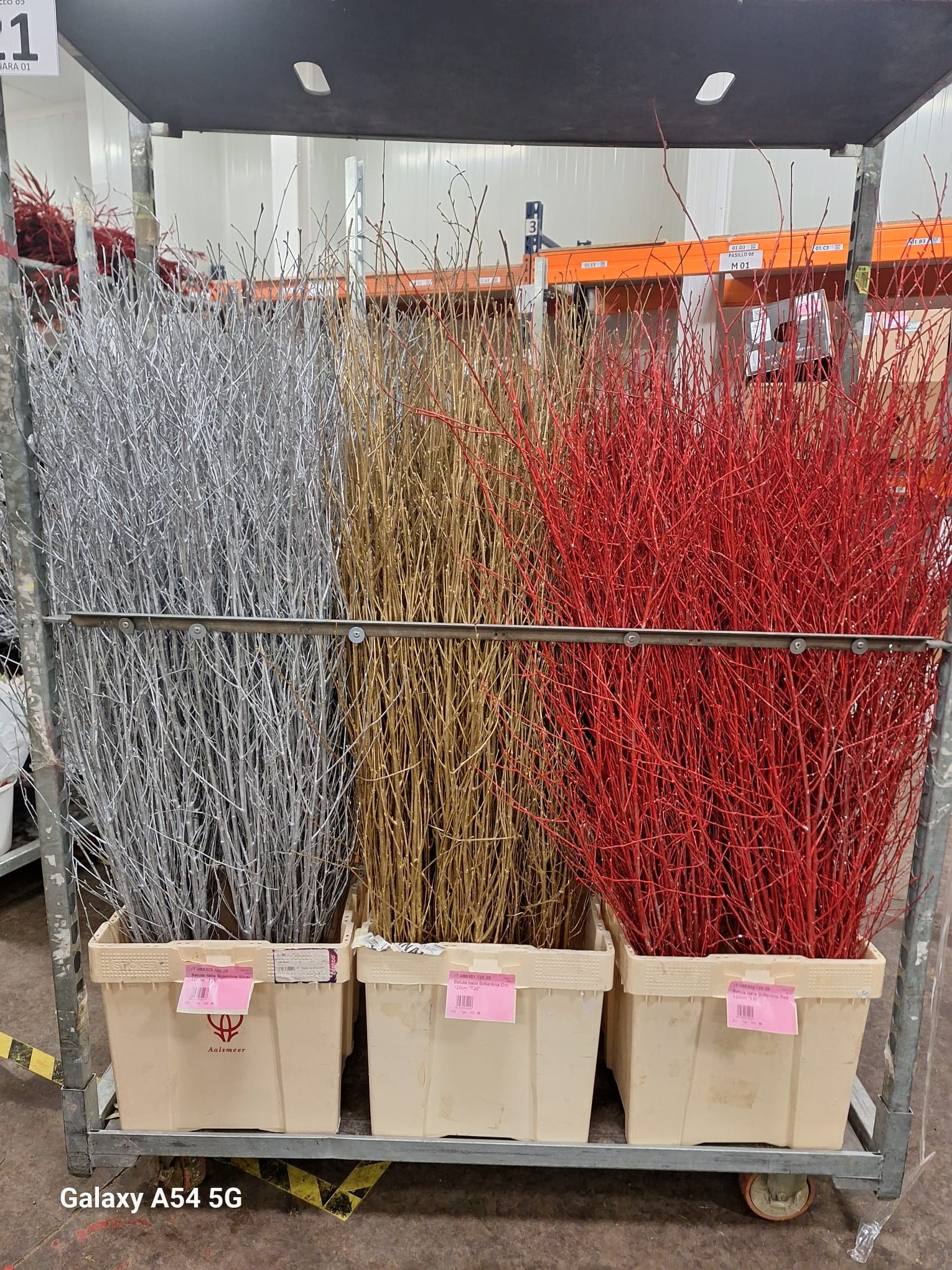 Betula Italia Brillantina Silver 120cm "T25"