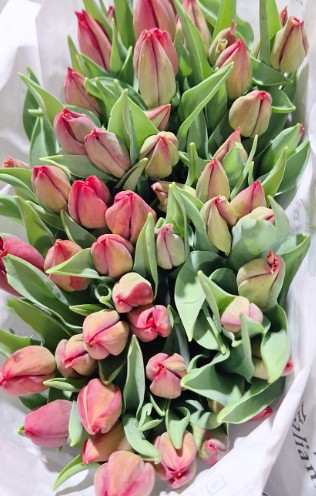 Tulipan Italia Red Gold