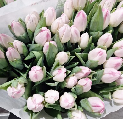 Tulipan Italia Sinfonie Rs.