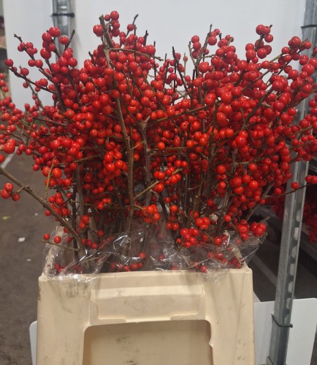 Ilex Verticillata 45cm "A2"