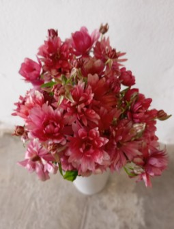 Ranunculos Ecu. Moderna Vega 50cm