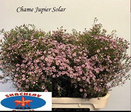 Flor Cera Un Jupiter Solar 80cm 70gr "T25" Rs.