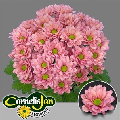 Margarita Hol. Resq Lucie 90gr Rs.