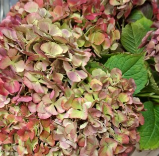 Hortensia Hol. My Beautiful Rio Classic 40cm 13/15 bic.