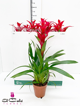 P. Guzmania Rostara Rood 15/60cm x7