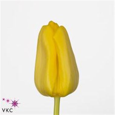 Tulipan Hol. Yellow Flight 40cm Am