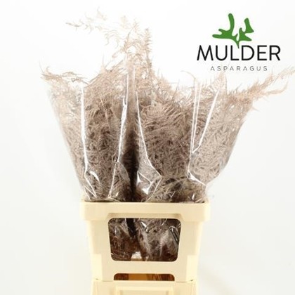 Esparraguera Pintada Champagne 65cm "T50"