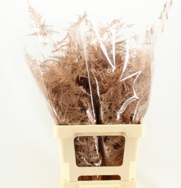 Esparraguera Pintada Cobre 65cm "T50"