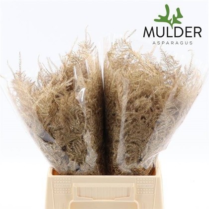 Esparraguera Pintada Antic Oro 45cm "T50"