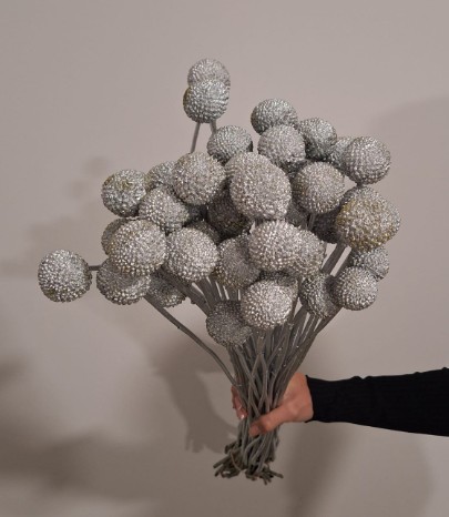 Craspedia Jumbo Pintada Plata 80cm "T50"