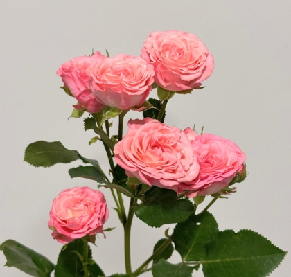 Ramificada Candy Yo-yo 70cm