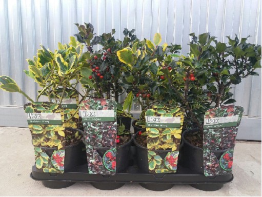 P. ilex Ov. 13/30cm x8