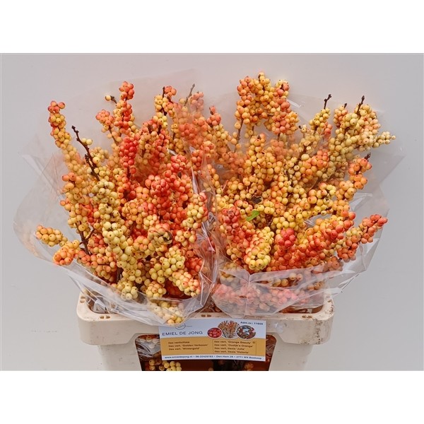 Ilex Ilexia Victoria 40cm