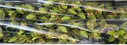Cymbidium Centerflod 100cm Vd.