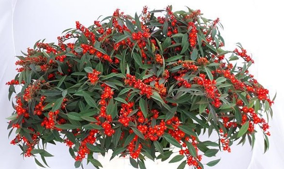 Euphorbia Red Surprise 70cm (12cm flor)