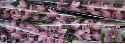 Cymbidium Overig Rosa 100cm