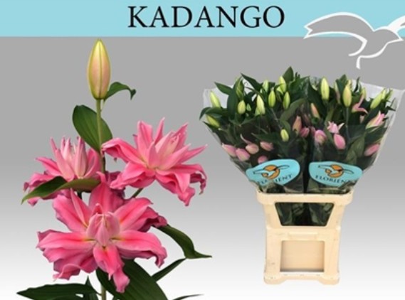 Oriental Hol. Rs. Doble Kadango 85cm 3 fl.