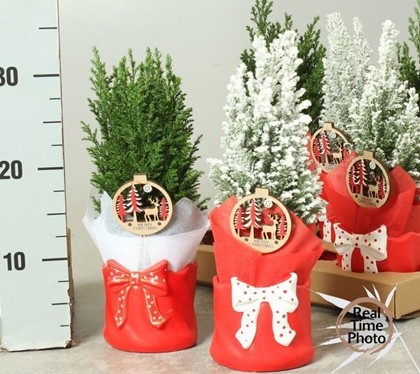 P. Cham. L Ellwoodii Nevado-Decorado 11/30cm x6