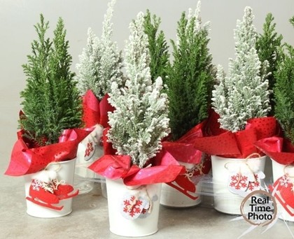 P. Cham. L Ellwoodii Decorado+nieve 10/36cm x10