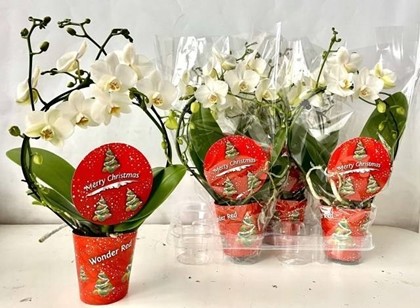 P. Phalaenopsis Ov. Aro White 9/45cm 2T x6