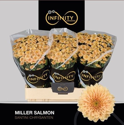 Santini Miller Salmon 850gr "T25"