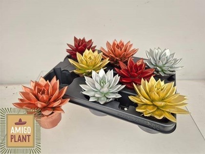 P. Echeveria Miranda Navidad Mix. 8.5/11cm "CC8"