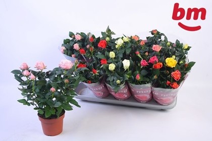 P. Rosal B Monde Gem 6surt 12/28cm "CC10"