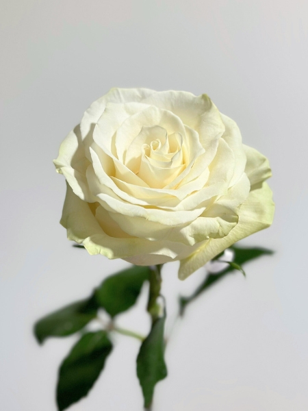 Rosa Ecu. Mondial 40cm (7 Dias - 2)