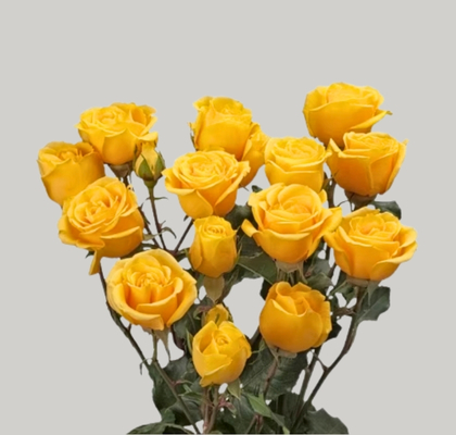 Ramificada Mariah 40cm Am (7 Dias - 2)