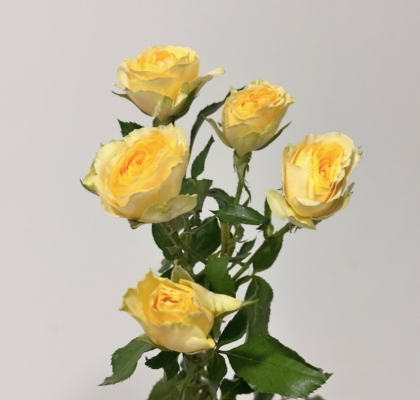 Ramificada Bandolero 40cm (7 Dias - 2)