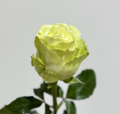 Rosa Ecu. Wasabi 50cm (7 Dias - 2)
