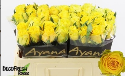 Rosa Hol. Golden Smile 50cm Am. (7 Dias - 2)