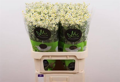 Tanacetum S.Vegmo Manzanilla 80cm 550gr "Marginpar" (7 Dias - 2