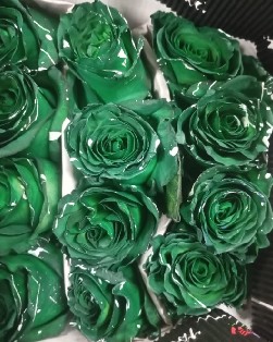 Rosa  Ecu. Tintada Conf Green 60cm (7 Dias - 2)