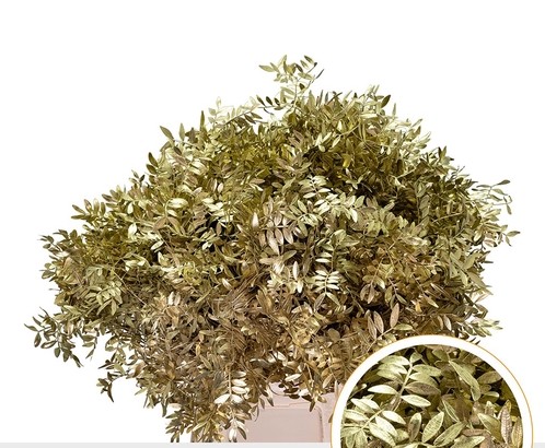 Mata Lentisco Pint. Oro 50cm "T50"