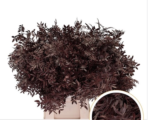 Mata Lentisco Pint. Burdeos 50cm "T50"