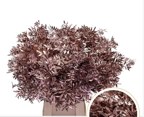 Mata Lentisco Pint. Champagne 50cm "T50"