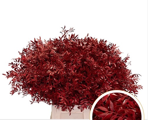 Mata Lentisco Pint. Rojo 50cm "T50"