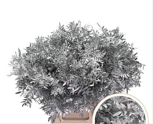 Mata Lentisco Pint. Plata 50cm "T50"