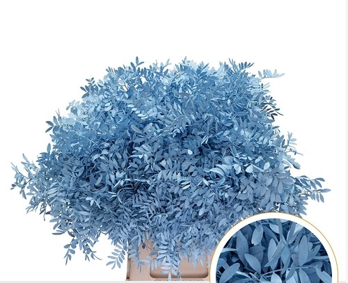 Mata Lentisco Pint. Azul 50cm "T50"