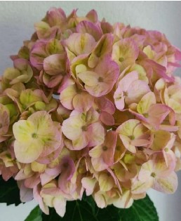 Hortensia Jumbo Light Pink 60cm �18/20