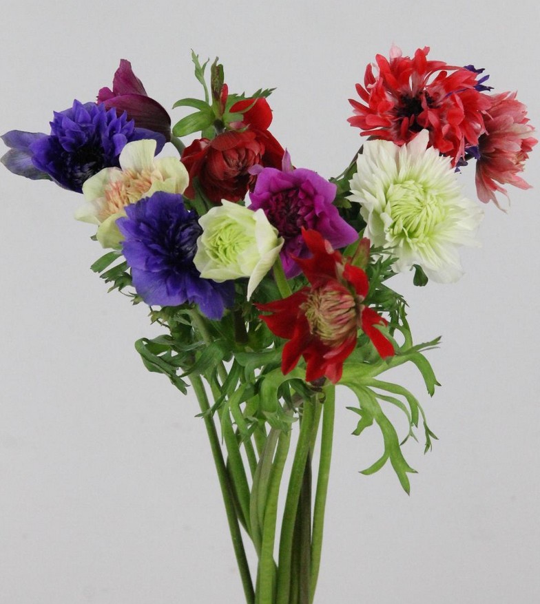 Anemona Italia Fullstar Mixta 40cm "T50"