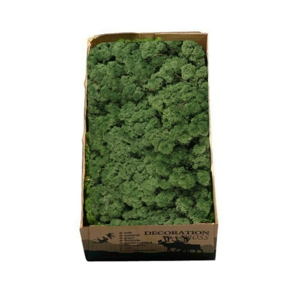 Caja Musgo Preservado Verde Oscuro 500g